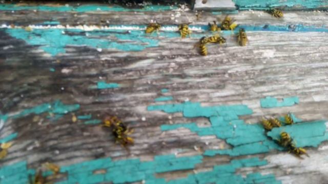 Столько Ос ещё не видел на пасеке. смотреть онлайн