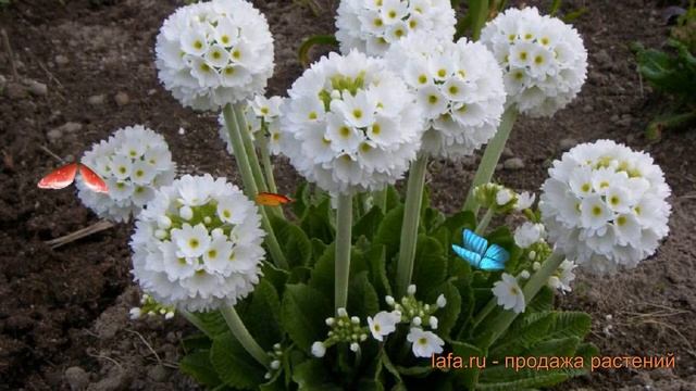 Примула мелкозубчатая Альба (primula denticulata alba) ? обзор: как сажать, саженцы примулы Альба смотреть онлайн