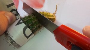 Домашний кактус – Растение дома, полив, уход за кактусами, условия для кактуса