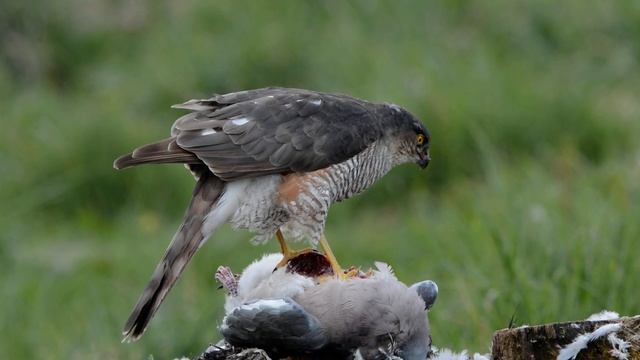 Sparrowhawk feeding on pigeon - Nikon D7100 test Video - 1080p HD смотреть онлайн