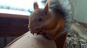 Алтайская белка! Настоящая! (+Бонус в конце видео).