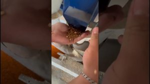 Очистка ПШЕНИЦЫ ОТ ЭГИЛОПСА на зерноочистительной машине САД  50 с циклоном