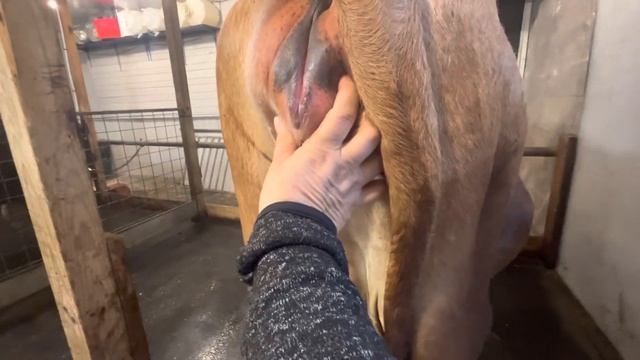 Признаки скорого отёла у коров. Два дня до отёла. смотреть онлайн