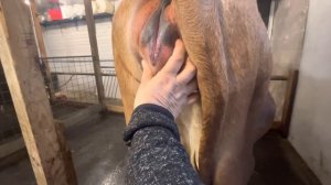 Признаки скорого отёла у коров. Два дня до отёла.