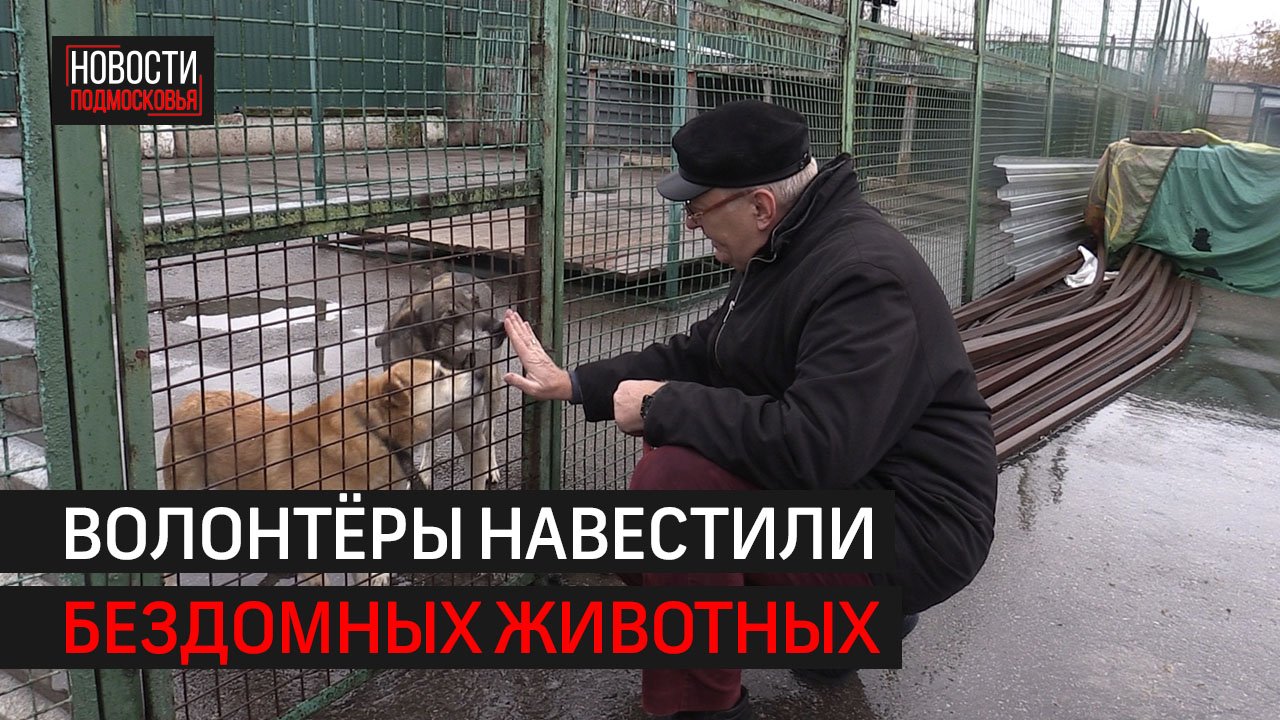 Жители Химок привезли в Большой Машкинский приют корм для собак // 360 ХИМКИ