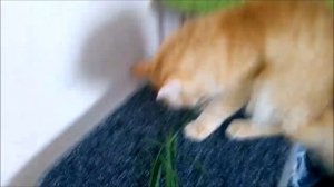 Рыжий кот Барсик пьёт из под крана, пробует сырую рыбку и ест сухой корм