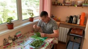 Чайный Сочи.Как собрать, скрутить и ферментировать чай самостоятельно.