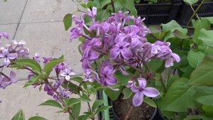 Syringa chinensis var. Saugeana
