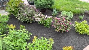 НАЧАЛИ ЦВЕСТИ ВЕЙГЕЛЫ: ‘Nana Purpurea’, “Pink Poppet Plangen”, “Minor Black”