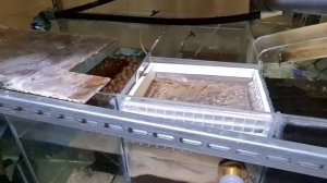 АКВАРИУМНЫЕ РЫБКИ ДИСКУСЫ, МЫ САМИ С УСАМИ!!!! WE'RE THE ONES WITH THE MOUSTACHES!!!!