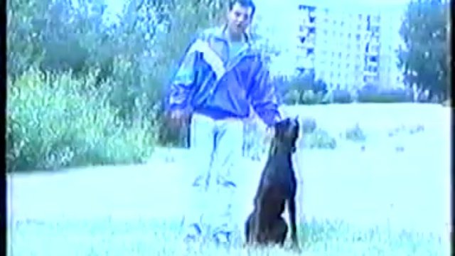Как дрессировать собаку? г. Казань.