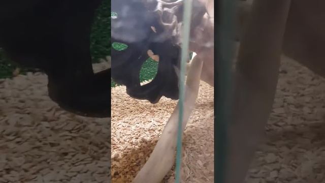 Hemidactylus triedurus - геккон полупалый триедурус. ЗОО. Наши дети. смотреть онлайн