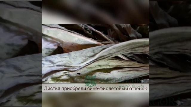 Усьма (вайда красильная). Как на самом деле выглядят листья усьмы! смотреть онлайн