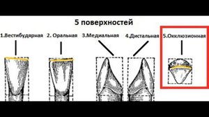 Резцы нижней челюсти кратко