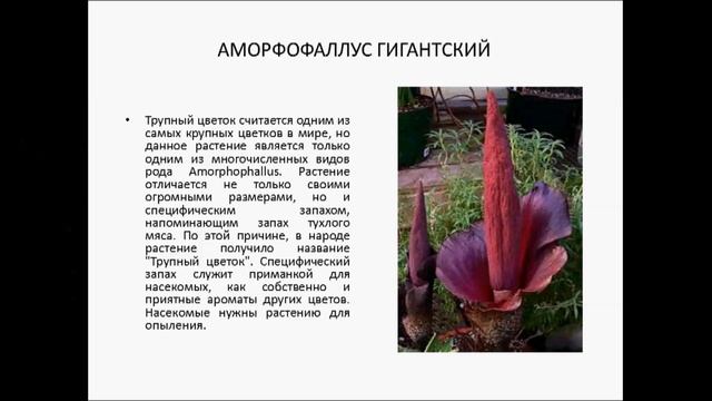 Аморфофаллус гигантский смотреть онлайн