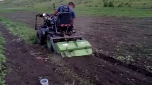 Междурядная культивация арбузов фрезой минитрактором из мотоблока