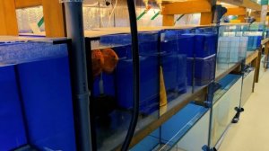 Разведение дискусов. Дискусы в аквариуме