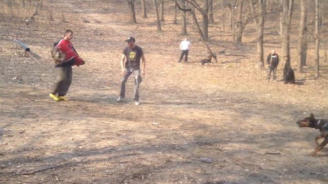 Доберман Курт ШОС Арес. киев. смотреть онлайн