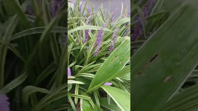 Liriope muscari, Lycoris(cluster amaryllis).Septem flower.