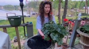 Planting Potted Geranium