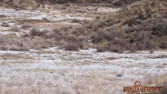 Wolf hunting in Kazakhstan - Загонная охота на волка в Казахстане смотреть онлайн