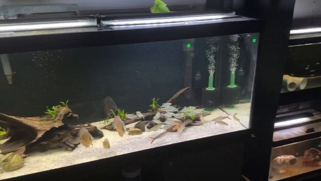 ALL OF MY AQUARIUMS! First Video in 7 Months! смотреть онлайн