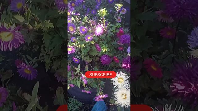 Сад в цвету