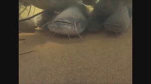 Сомы - подводные съемки, сомовьи семьи.