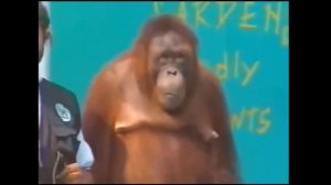 Смешные обезьяны Приколы про обезьян Funny monkeys 2018