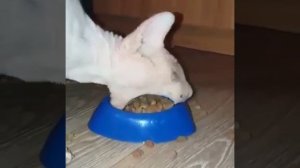 Кот - экскаватор, или как коты едят без усов