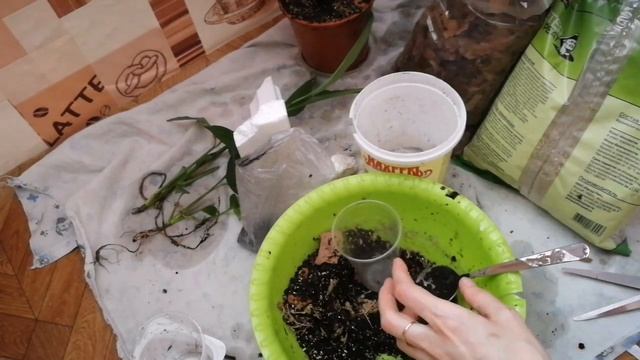 Комнатные цветы. Посадка СПАТИФИЛЛУМА