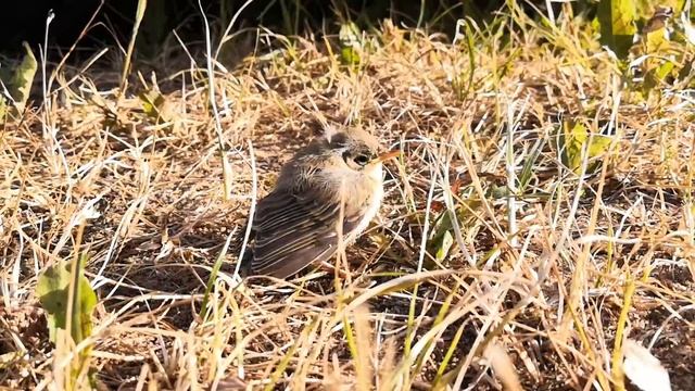 Слёток белой трясогузки. Motacilla alba. ЗАМЕТКИ НАТУРАЛИСТА.