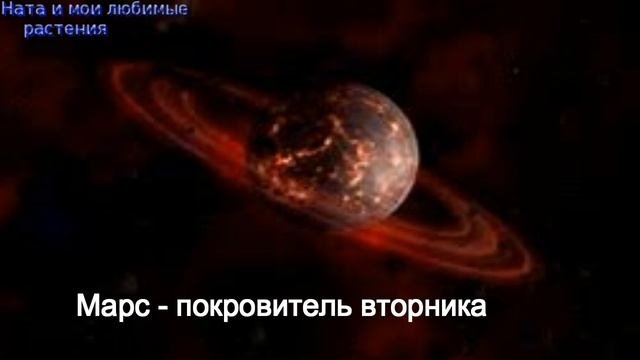Покупка растений  по дням недели / Это интересно ! Относиться слишком серьёзно не обязательно !