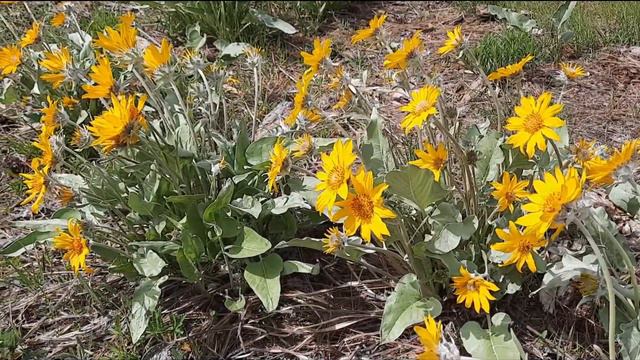 Arrowleaf Balsamroot - Identification and Description An Edible and Medicinal Plant