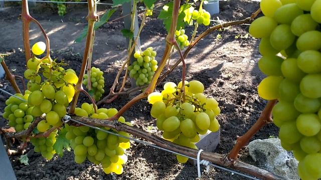 Блондинка-очень ранний,с шикарным фруктовым мускатом смотреть онлайн