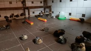 Араукана (Araucana)