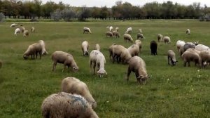 Ягнята. (Овцы) - Просто видео пасущихся ягнят.