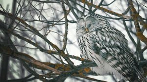 Серая неясыть, сова снова прилетела Gray owl