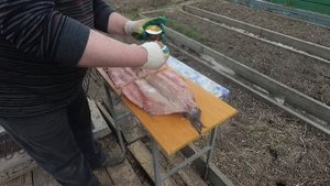 ЩУКА ГОРЯЧЕГО КОПЧЕНИЯ