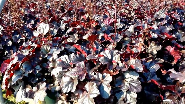 Best Perennials - Heuchera 'Obsidian' (Coral Bells) смотреть онлайн