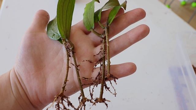 Repotting HOYA ERYTHRINA into Semi-Hydro | LECA смотреть онлайн