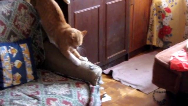 Тоша точит когти о диван и пугается смотреть онлайн