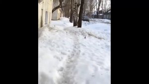 Как реагируют собаки и кошки на ультразвук