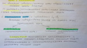 Билет 054. КРЕСТЦОВОЕ СПЛЕТЕНИЕ: ОБРАЗОВАНИЕ, ТОПОГРАФИЯ, ВЕТВИ.