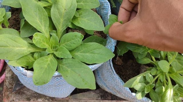 How to grow petunia in cinder | best heavy blowing winter flower in India