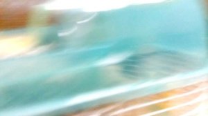 Обзор всех моих хомяков. И хомячих.