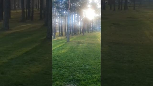 ВАСИЛЬ СТУС (Читає:Олена Павлюк)