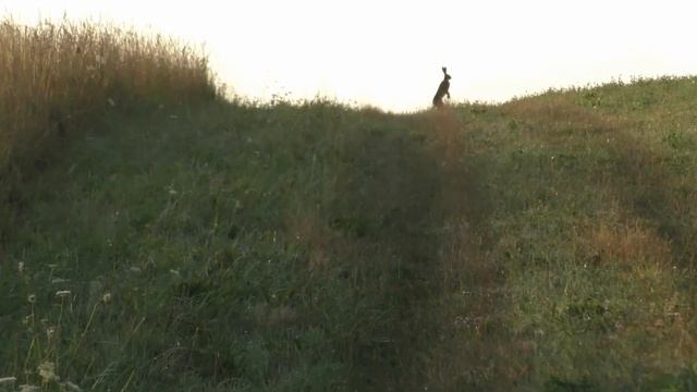 Калининградское сафари. ЧАСТЬ 4. Утренняя охота на косулю и кабана.
