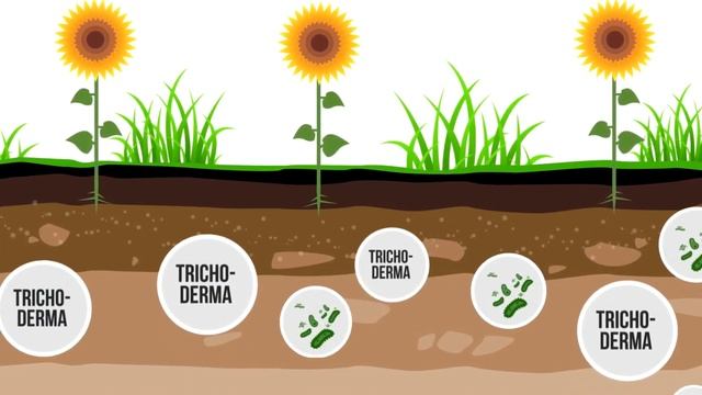 Стерня? ЭКОСТЕРН смотреть онлайн