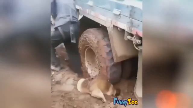 Я РЖАЛ ПОЛ ЧАСА СМЕШНЫЕ ЖИВОТНЫЕ , КОТЫ СОБАКИ И ДРУГИЕ смотреть онлайн